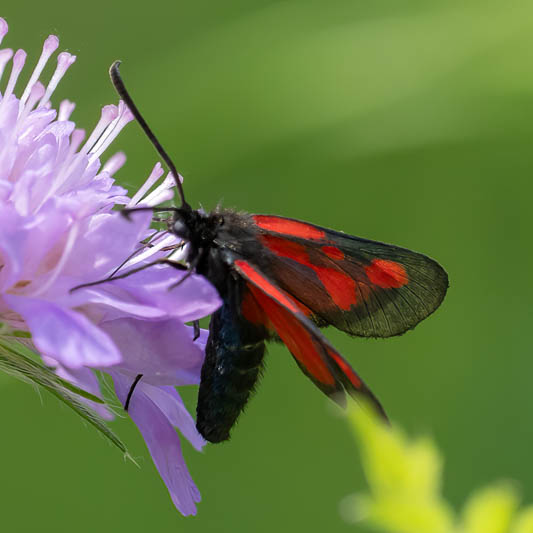 Zygaena osterodensis.jpg
